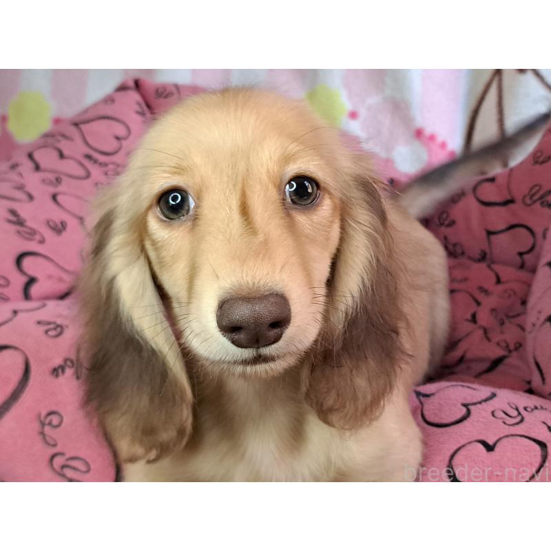 成約済の愛知県のミニチュアダックスフンド(ロングヘアード)-403759の11枚目