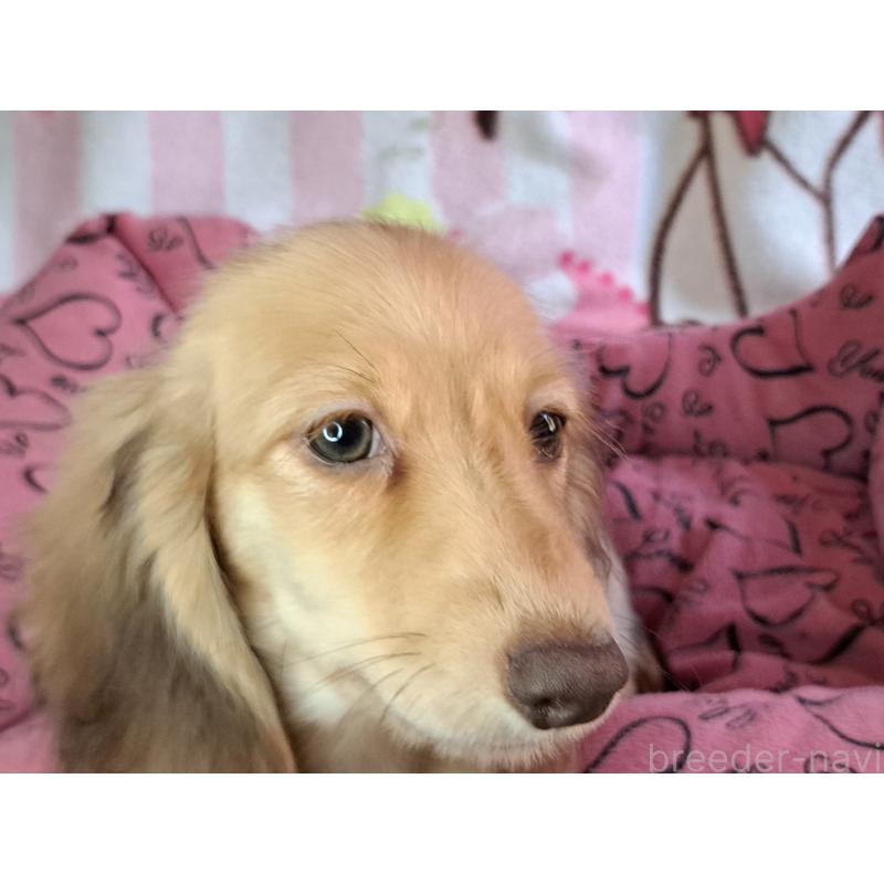 成約済の愛知県のミニチュアダックスフンド(ロングヘアード)-403759の10枚目