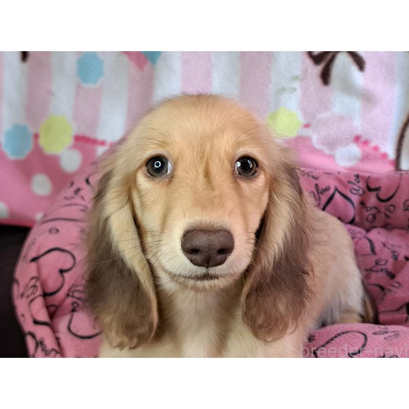 成約済の愛知県のミニチュアダックスフンド(ロングヘアード)-403759の9枚目