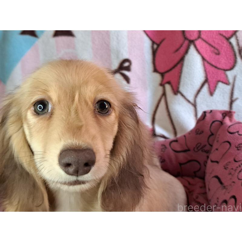 成約済の愛知県のミニチュアダックスフンド(ロングヘアード)-403759の6枚目