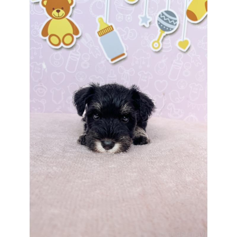 成約済の東京都のミニチュアシュナウザー-415581の8枚目