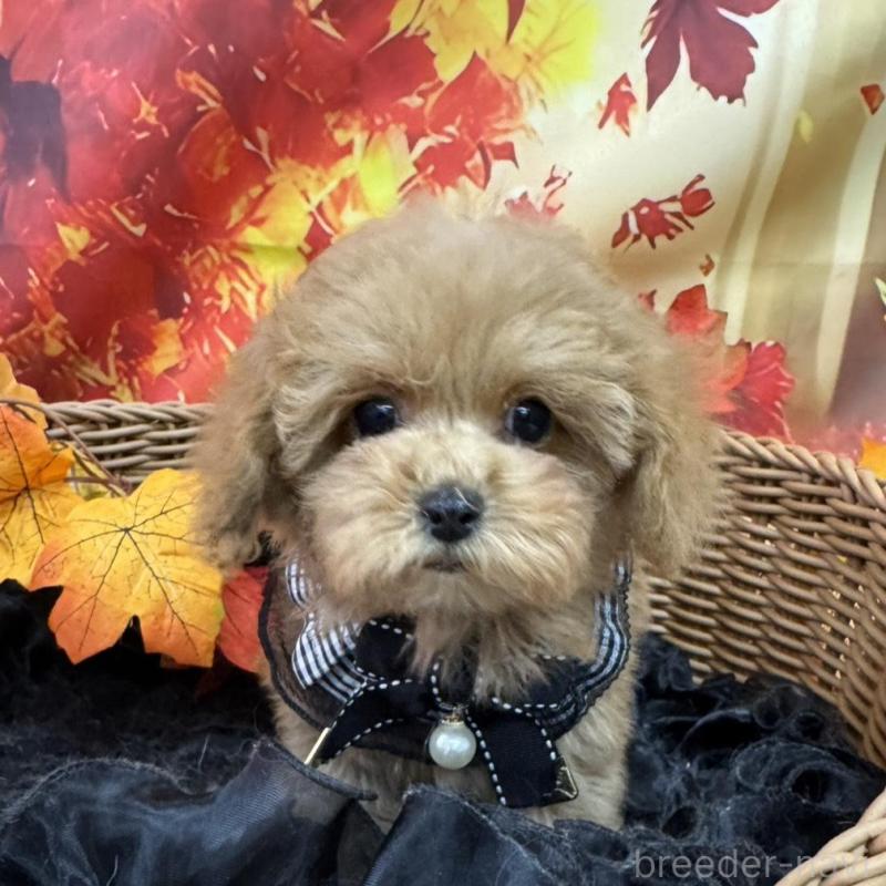 販売中の広島県のティーカッププードル-407515の10枚目