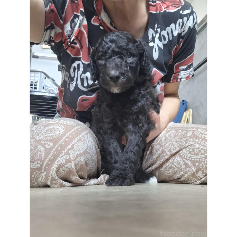 商談中の群馬県のスタンダードプードル-417066の3枚目