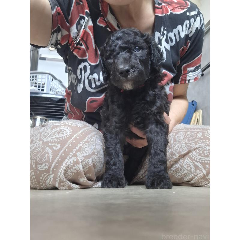 商談中の群馬県のスタンダードプードル-417066の2枚目