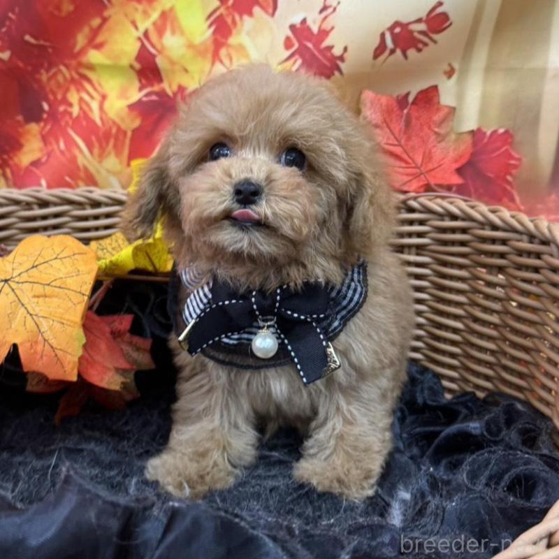 販売中の広島県のティーカッププードル-407515の8枚目