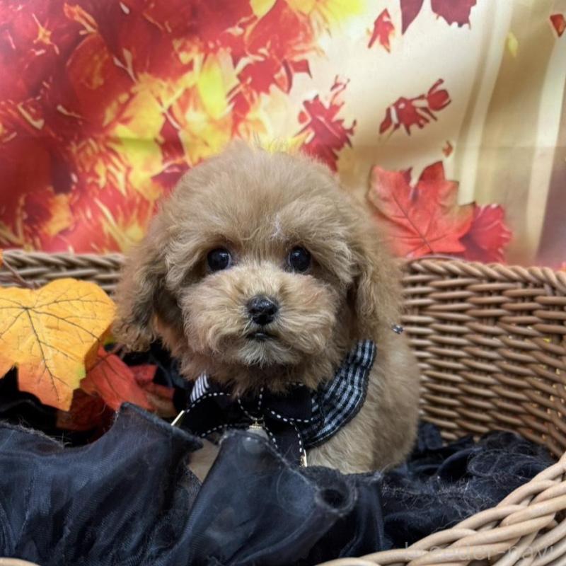 販売中の広島県のティーカッププードル-407515の7枚目