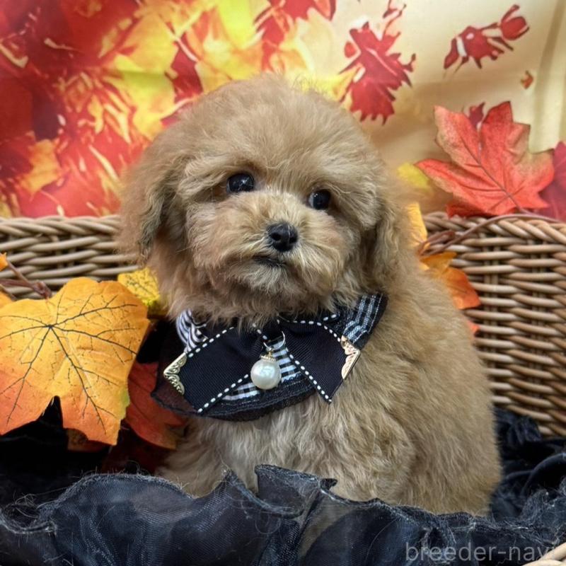 販売中の広島県のティーカッププードル-407515の6枚目