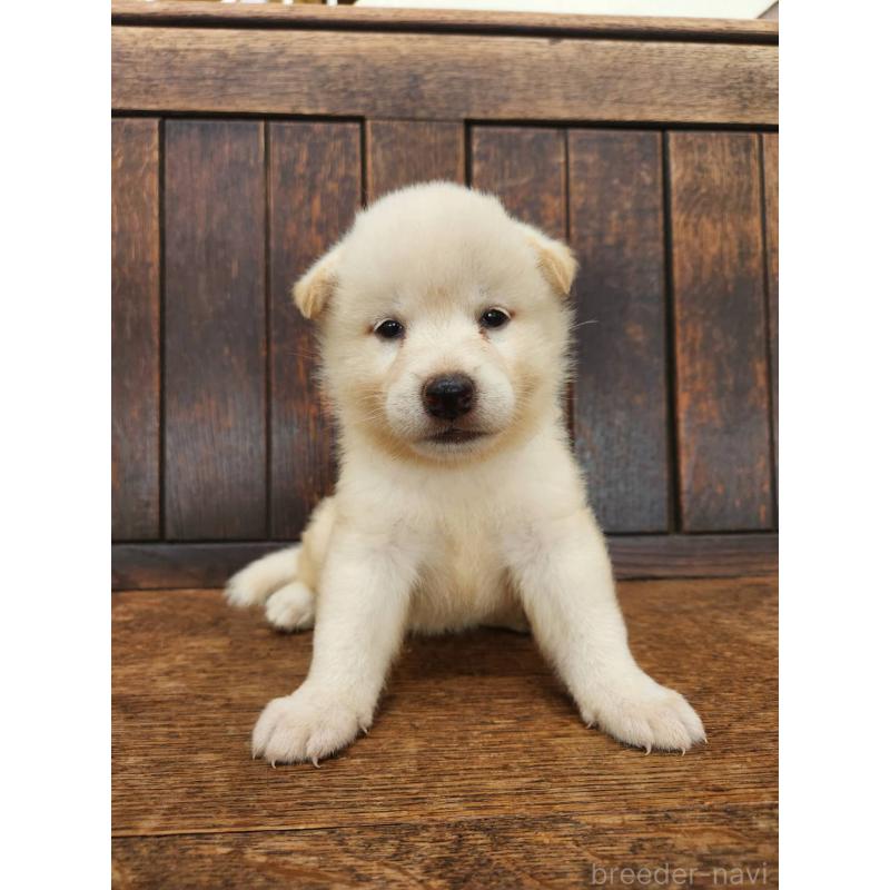販売中の大阪府の柴犬-418862の14枚目