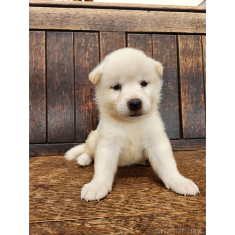 販売中の大阪府の柴犬-418862の13枚目