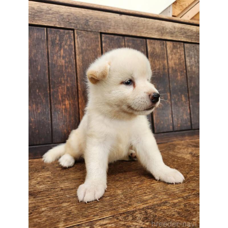 販売中の大阪府の柴犬-418862の12枚目