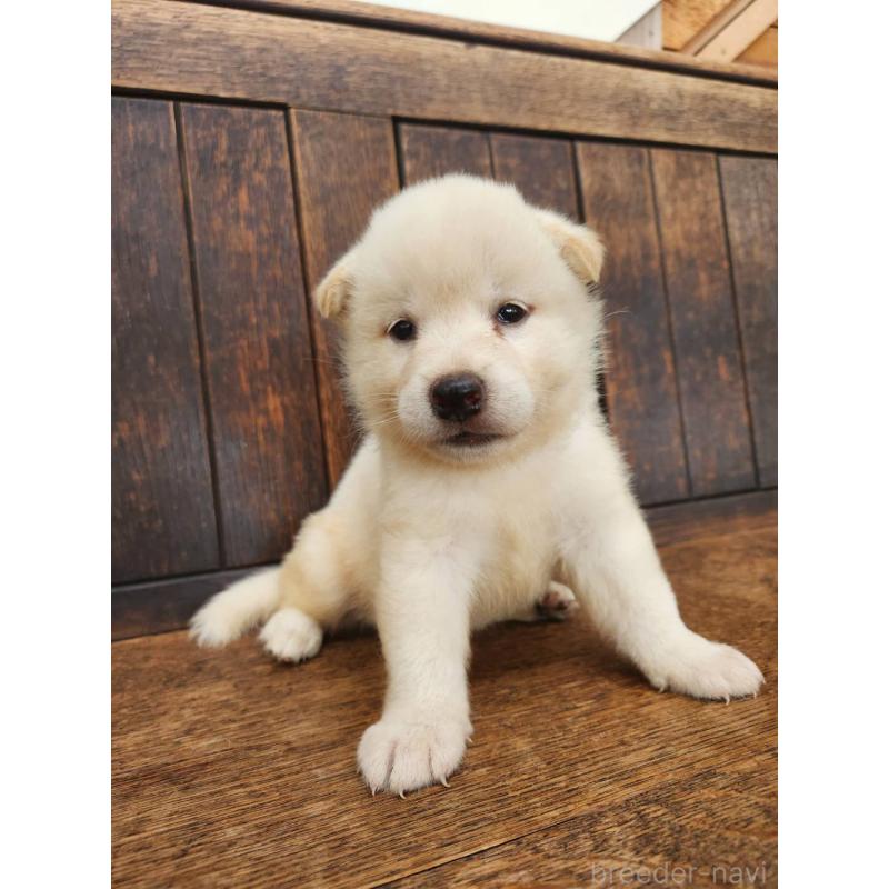 販売中の大阪府の柴犬-418862の11枚目