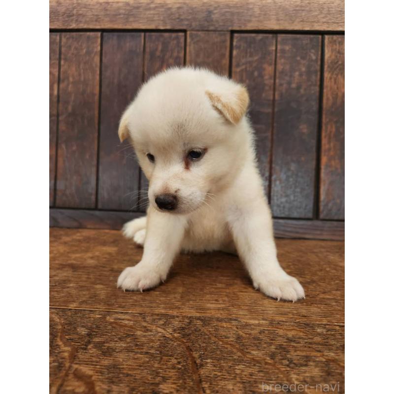 販売中の大阪府の柴犬-418862の10枚目
