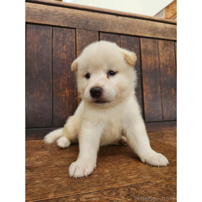 販売中の大阪府の柴犬-418862の9枚目