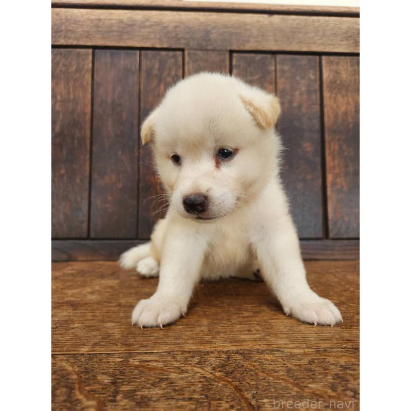販売中の大阪府の柴犬-418862の8枚目