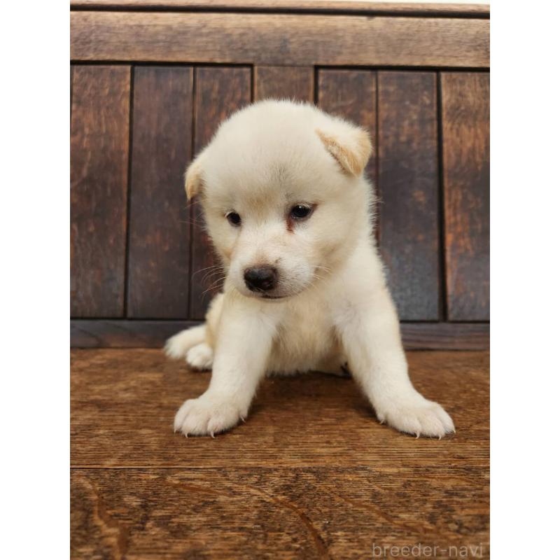 販売中の大阪府の柴犬-418862の7枚目