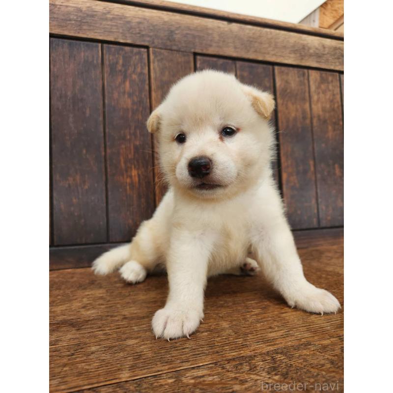 販売中の大阪府の柴犬-418862の6枚目