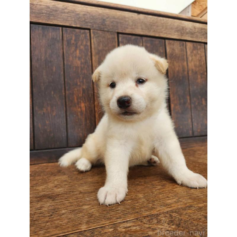 販売中の大阪府の柴犬-418862の5枚目