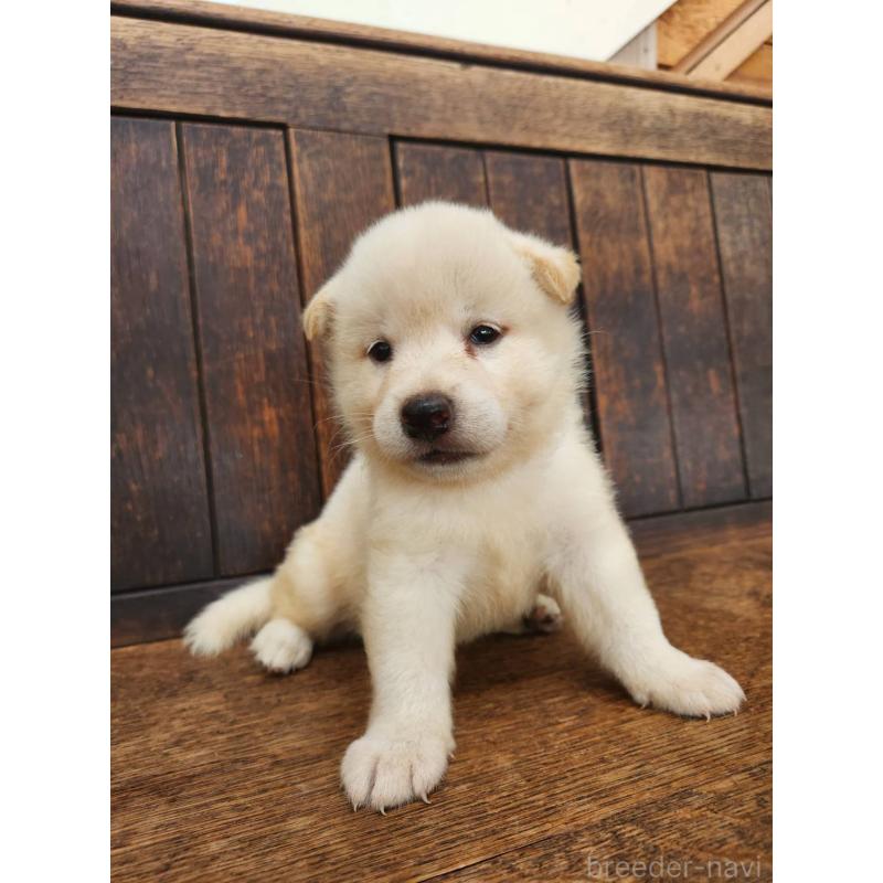 販売中の大阪府の柴犬-418862の4枚目