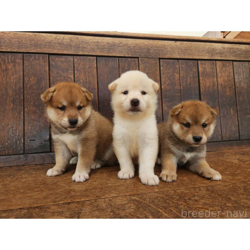 販売中の大阪府の柴犬-418862の2枚目