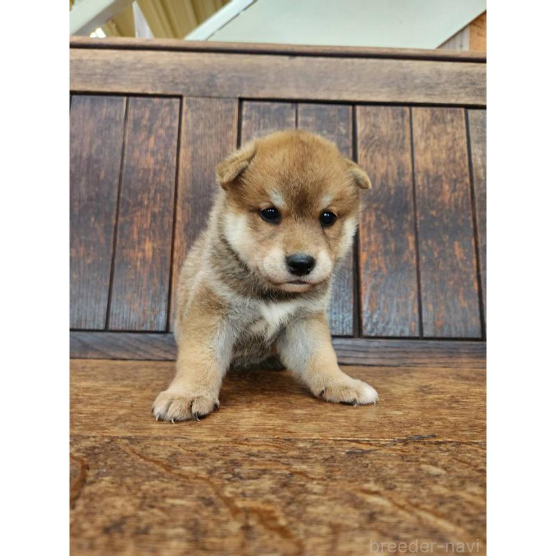 販売中の大阪府の柴犬-418863の7枚目