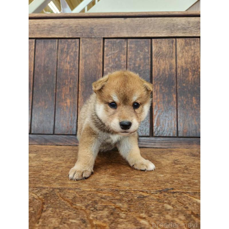 販売中の大阪府の柴犬-418863の6枚目