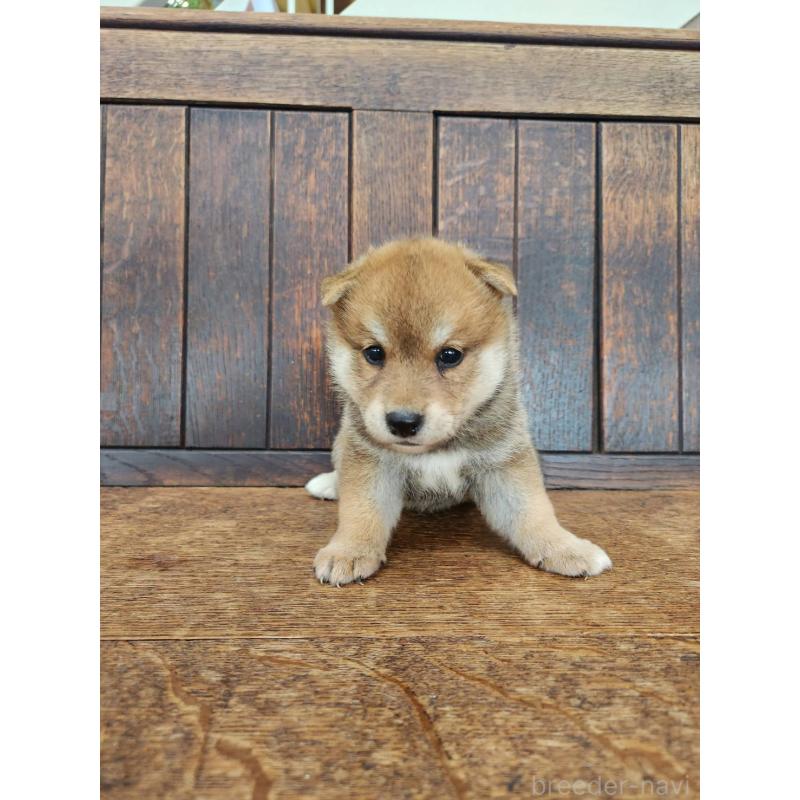 販売中の大阪府の柴犬-418863の5枚目