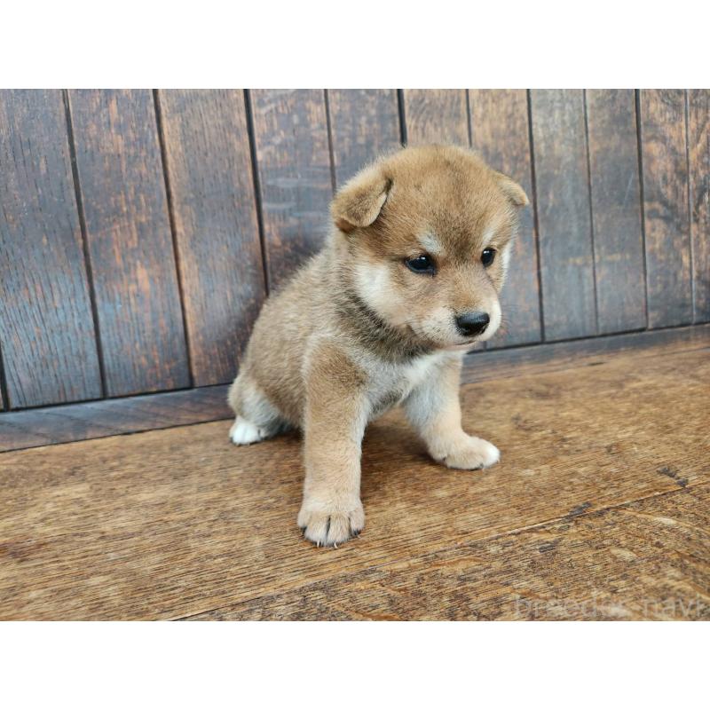 販売中の大阪府の柴犬-418863の4枚目