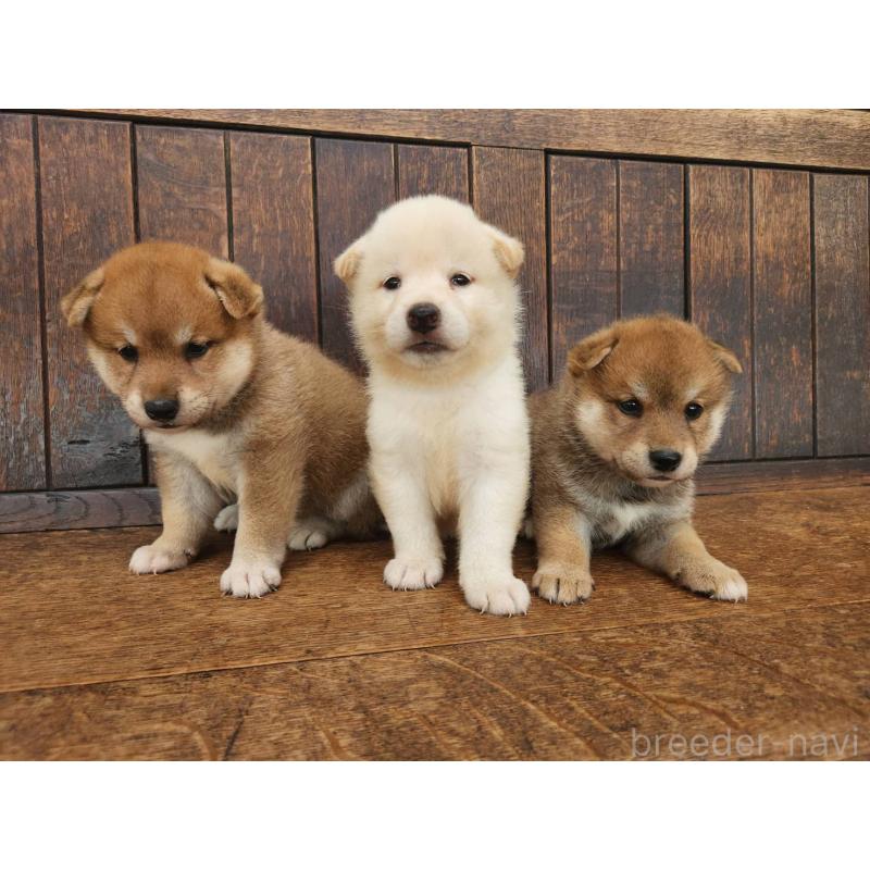 販売中の大阪府の柴犬-418863の2枚目