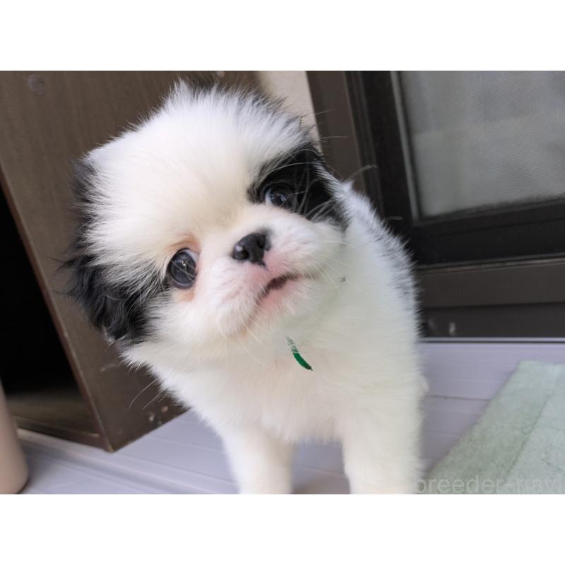 成約済の茨城県の狆 (チン)-415345の7枚目