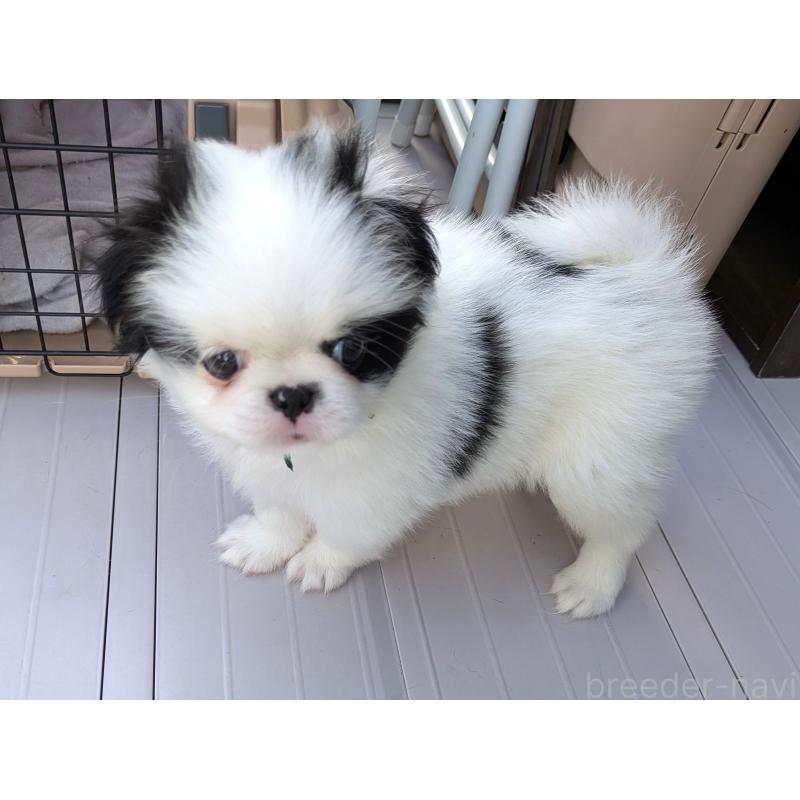 成約済の茨城県の狆 (チン)-415345の6枚目