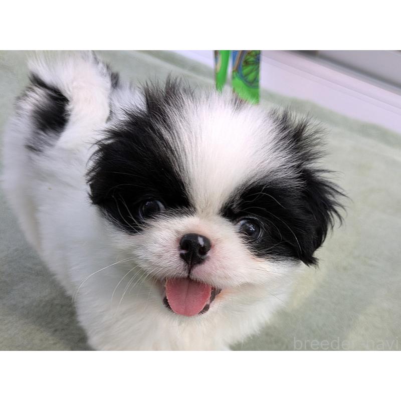 成約済の茨城県の狆 (チン)-415352の6枚目