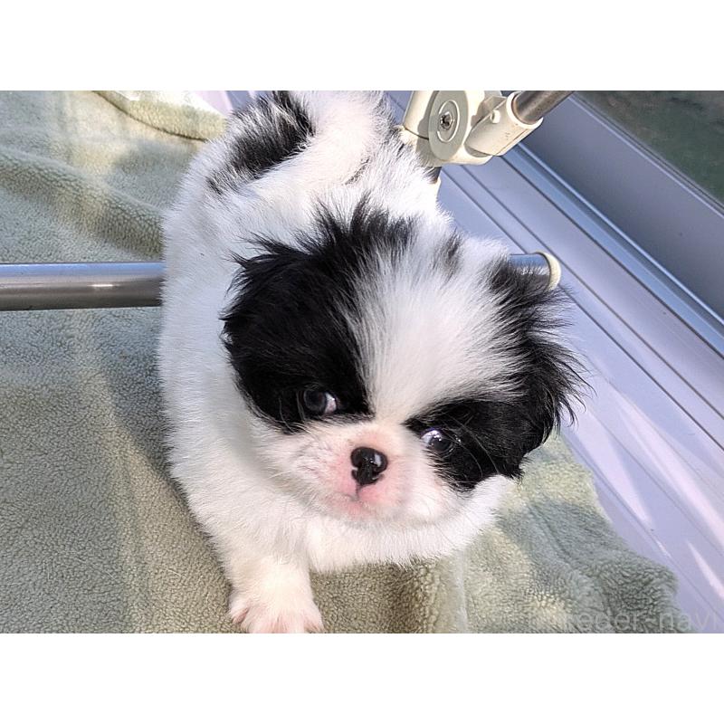 成約済の茨城県の狆 (チン)-415352の5枚目