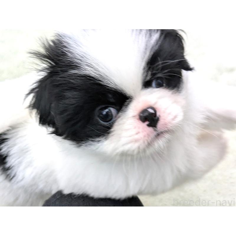 成約済の茨城県の狆 (チン)-415352の4枚目