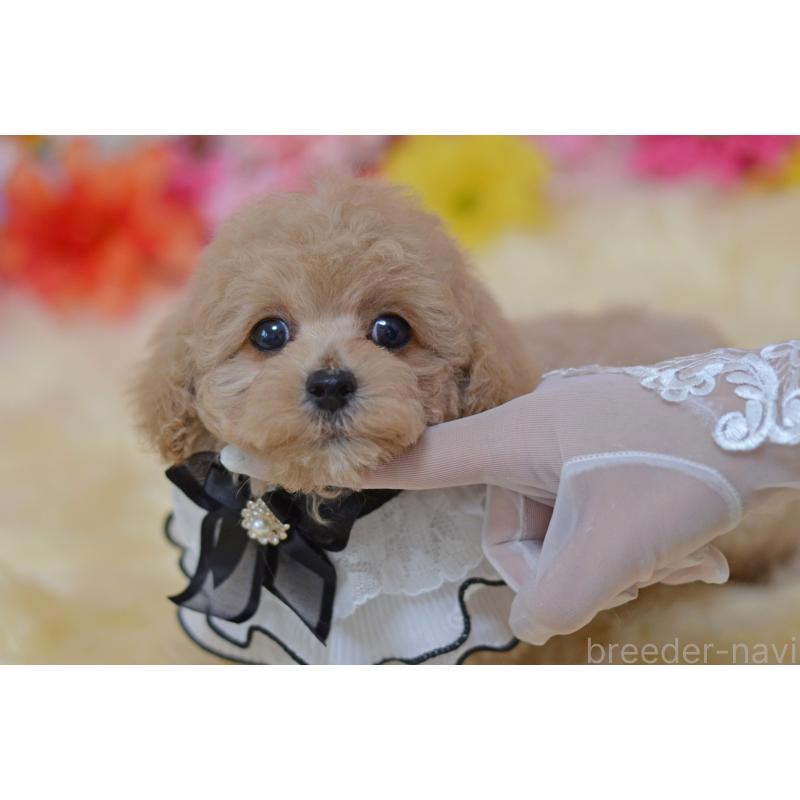販売中の埼玉県のミックス犬-413224の6枚目