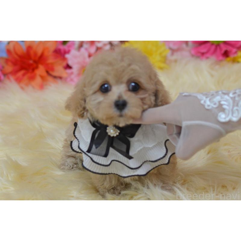 販売中の埼玉県のミックス犬-413224の5枚目