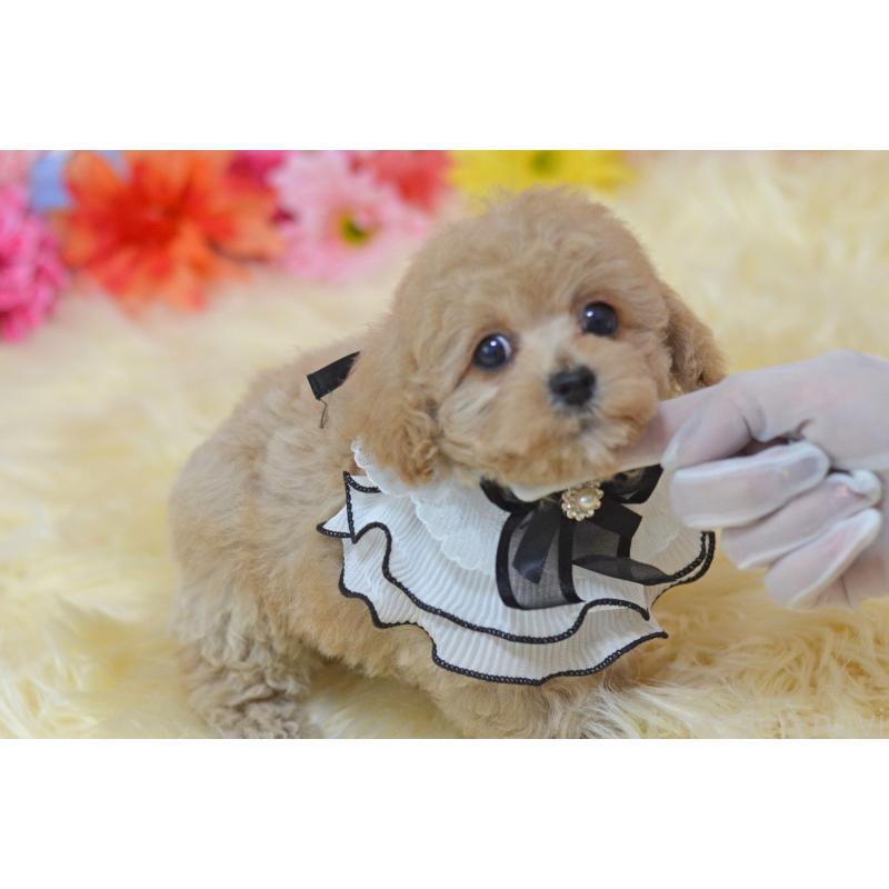販売中の埼玉県のミックス犬-413224の4枚目