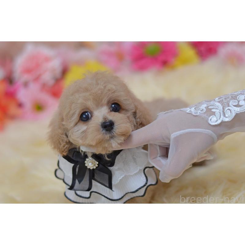 販売中の埼玉県のミックス犬-413224の3枚目