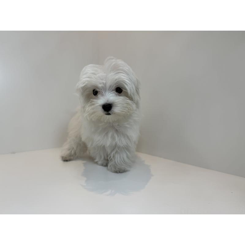 販売中の山口県のマルチーズ-405575の2枚目