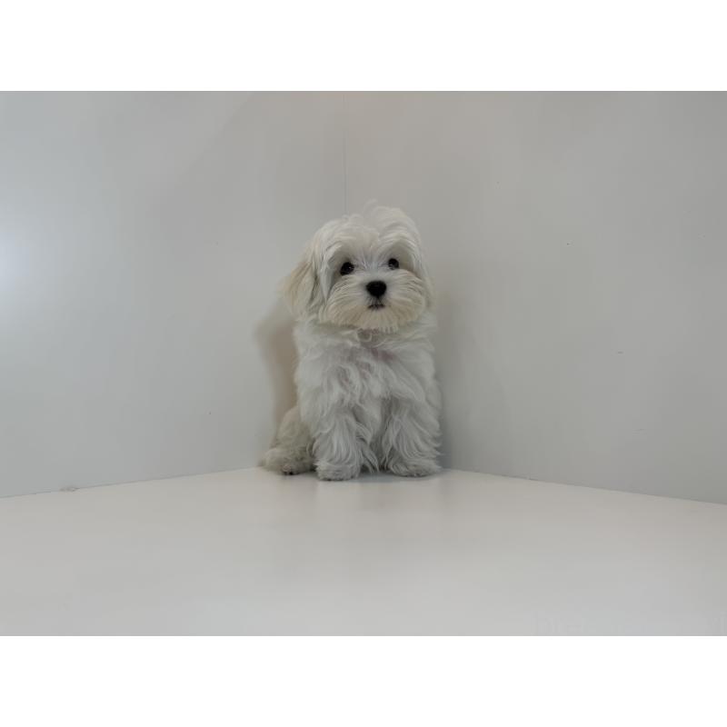 販売中の広島県のマルチーズ-405279の2枚目