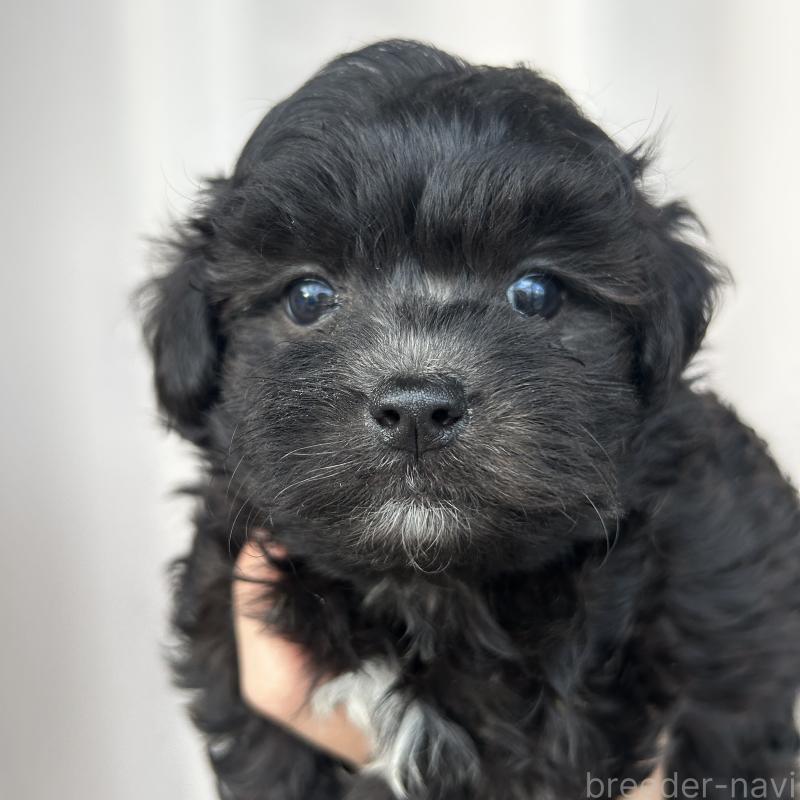 商談中の栃木県のマルプー:マルチーズ×トイプードル-418559の12枚目