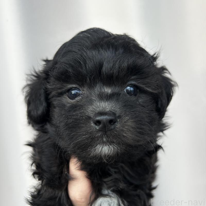 商談中の栃木県のマルプー:マルチーズ×トイプードル-418559の11枚目