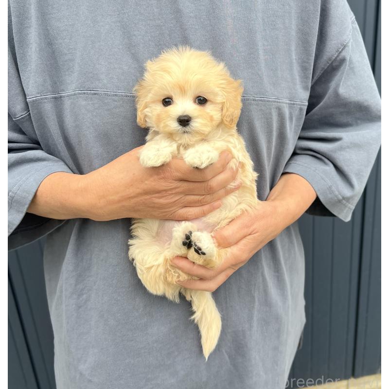 販売中の千葉県のマルプー:マルチーズ×トイプードル-415640の22枚目