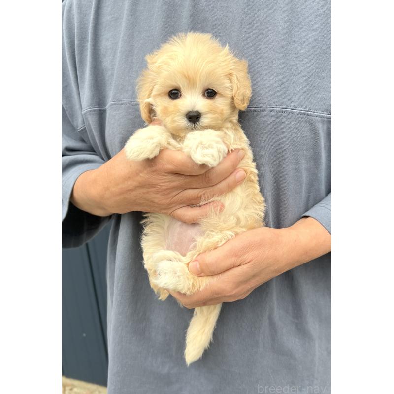 販売中の千葉県のマルプー:マルチーズ×トイプードル-415640の19枚目