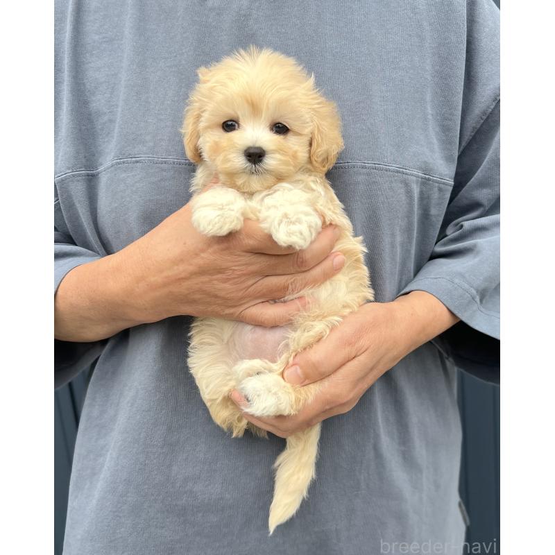 販売中の千葉県のマルプー:マルチーズ×トイプードル-415640の18枚目
