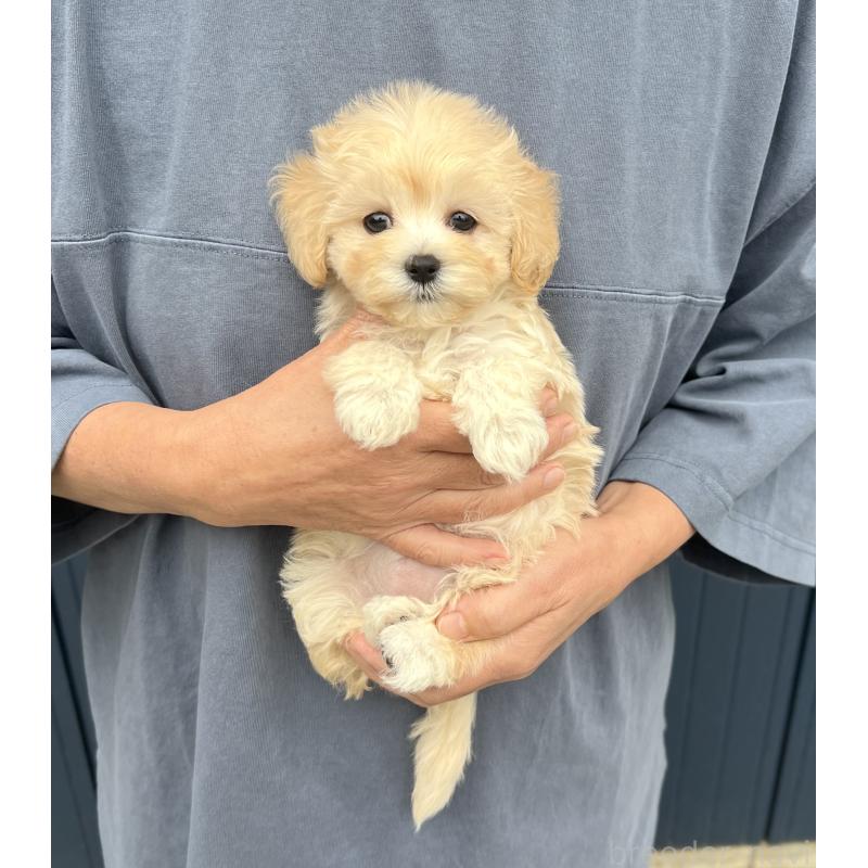 販売中の千葉県のマルプー:マルチーズ×トイプードル-415640の17枚目