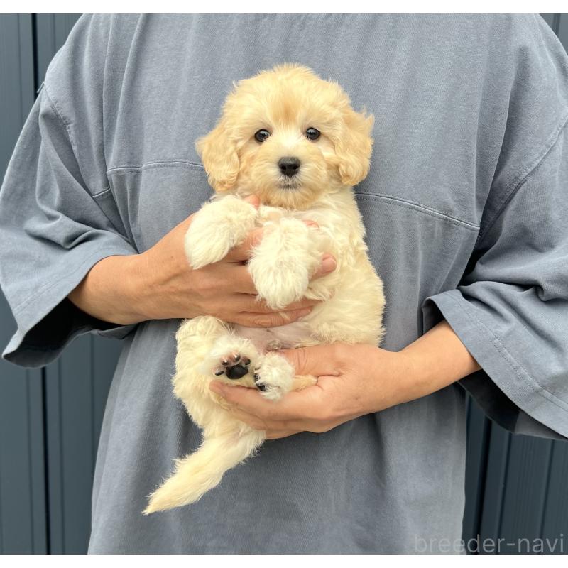 販売中の千葉県のマルプー:マルチーズ×トイプードル-415641の30枚目