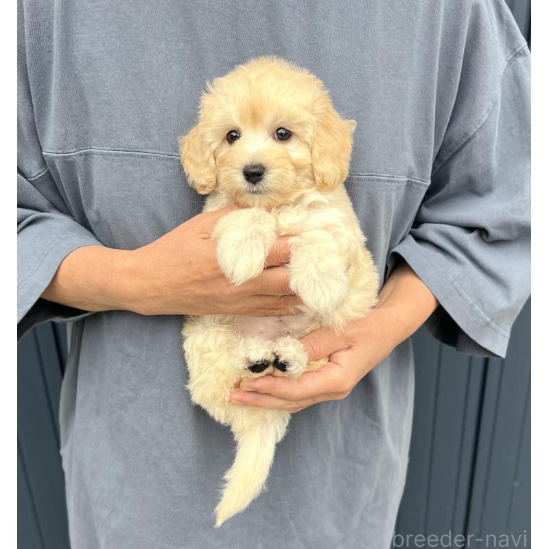 販売中の千葉県のマルプー:マルチーズ×トイプードル-415641の27枚目