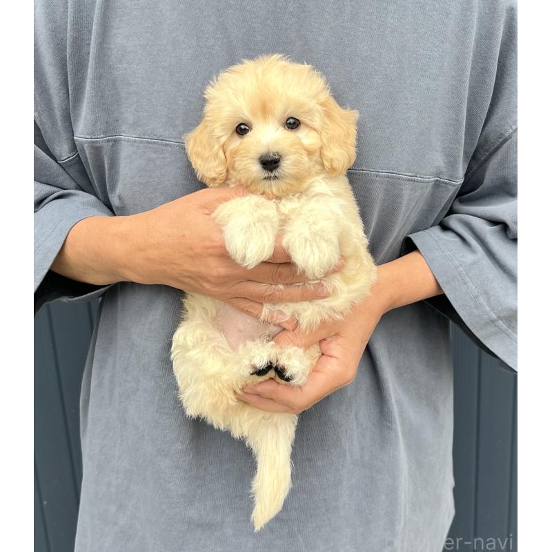 販売中の千葉県のマルプー:マルチーズ×トイプードル-415641の22枚目