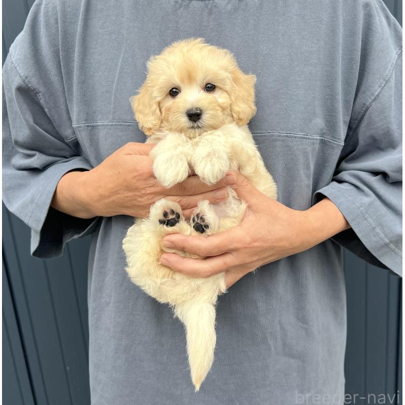 販売中の千葉県のマルプー:マルチーズ×トイプードル-415641の18枚目