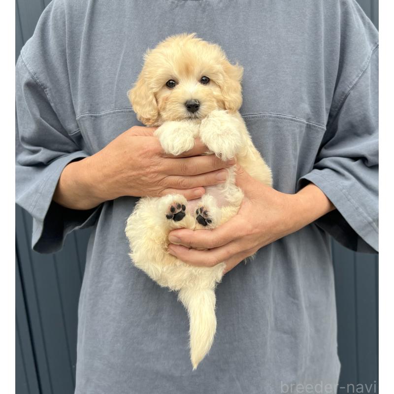 販売中の千葉県のマルプー:マルチーズ×トイプードル-415641の17枚目